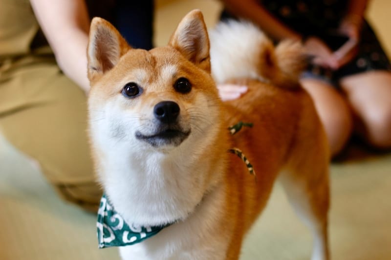 艾比
